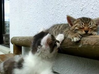 Gatinhos Queridos - que cena meu.pt