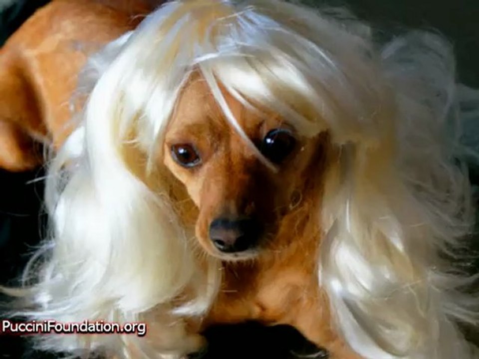Funny Dogs Wearing Wigs!