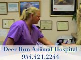 Veterinarian Deerfield Beach, Deerfield Veterinarian, Deerfield Beach Animal Hospital