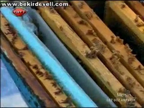 Bekir Develi - Gez Göz Arpacık - Mersin