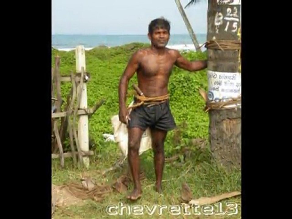 Kalutara récolte