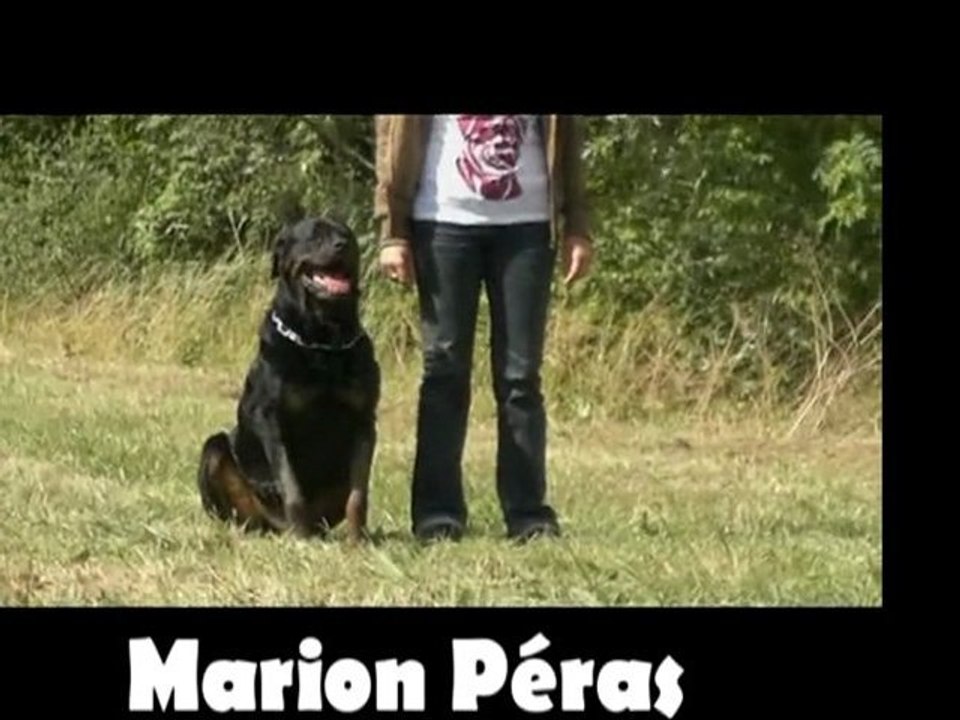 education canine 18