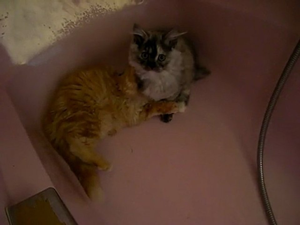 et hop dans la baignoire