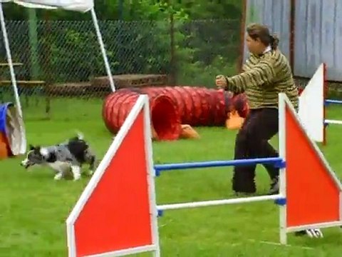 Dixie concours agility Ham 3eme degre 17/07/2011