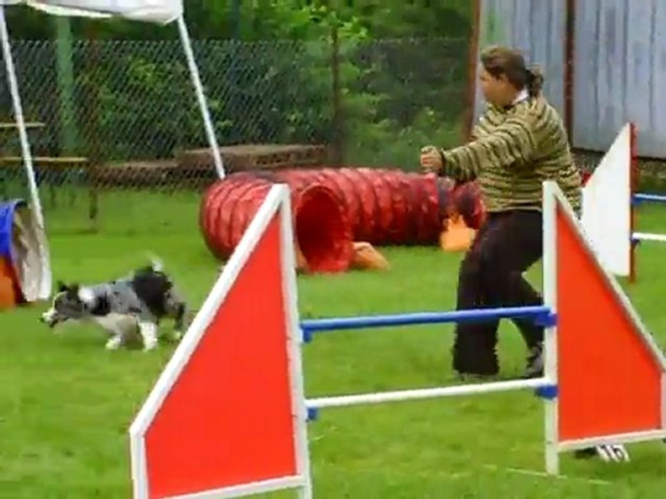 Dixie concours agility Ham 3eme degre 17/07/2011