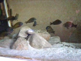 genç ilangi yellow larım