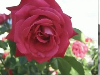 Waltz of the flowers