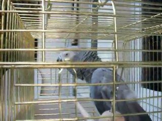 Komik Papağan Cesur