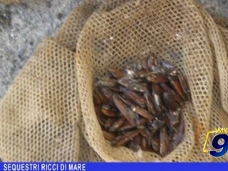 Trani-Barletta | Sequestri ricci di mare