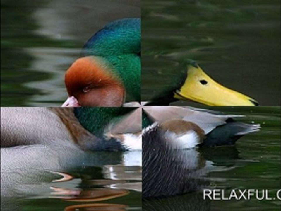 Amazing Relaxful Birds
