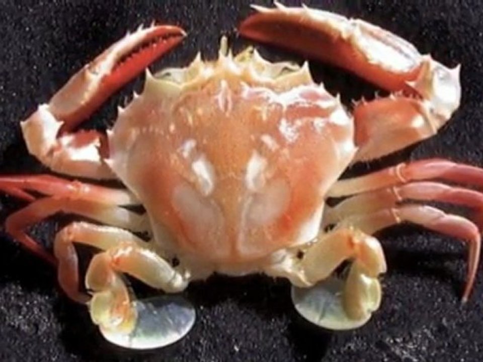 Amazing Ocean Creatures Washed Up From Japan
