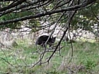 Première rencontre avec un wallaby...