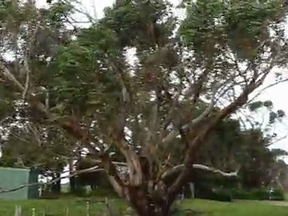 Tempête