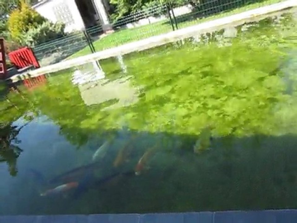 MES KOÏS FIN JUIN 2011