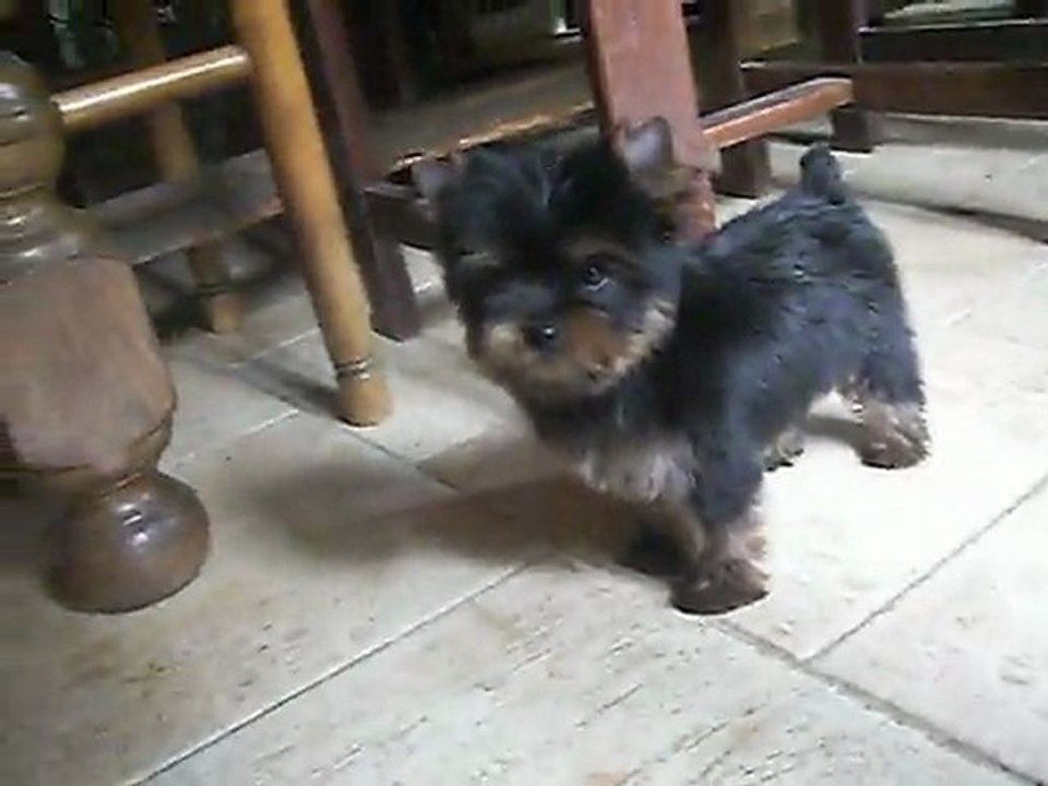 GYPSIE 2 mois 1 semaine