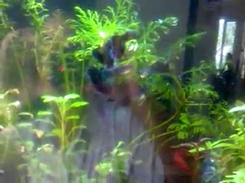 Moscow Blue Show Tankım