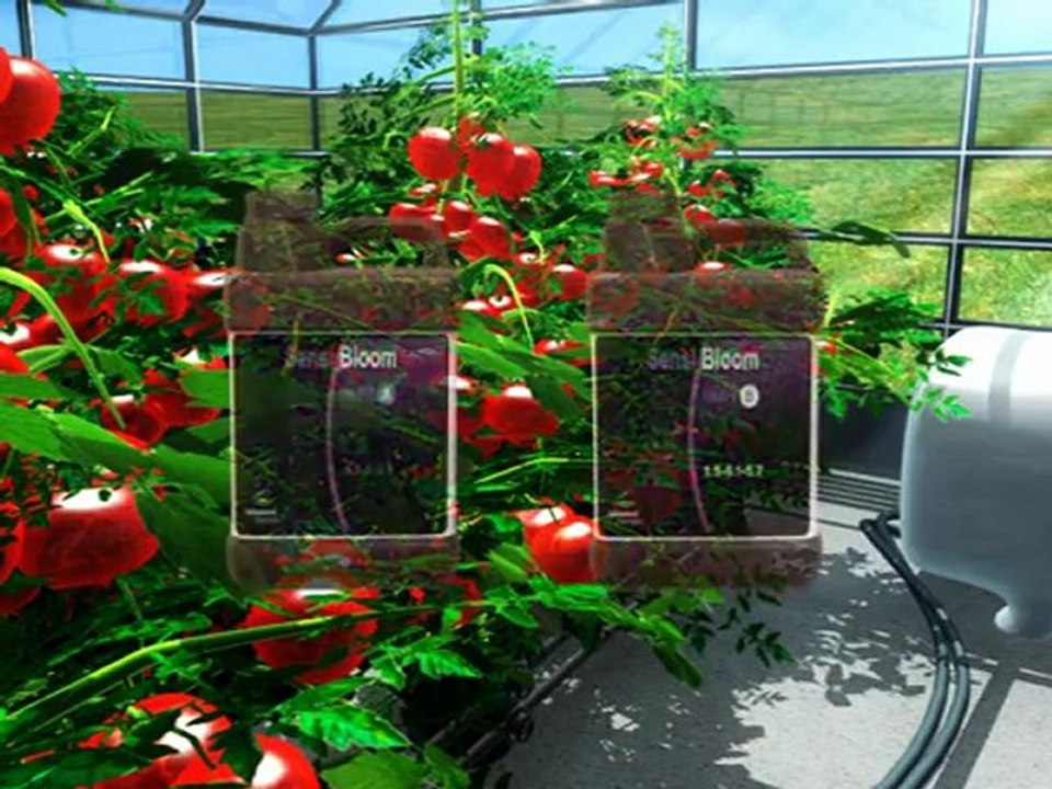 Sensi Bloom - Advanced Nutrients