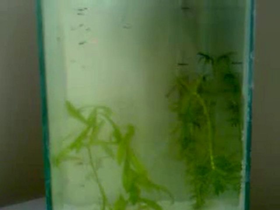 Yavru Moscow Blue larım