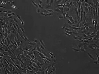 microfluidic elveflow - wound healing MEF indicator LQ(s18)
