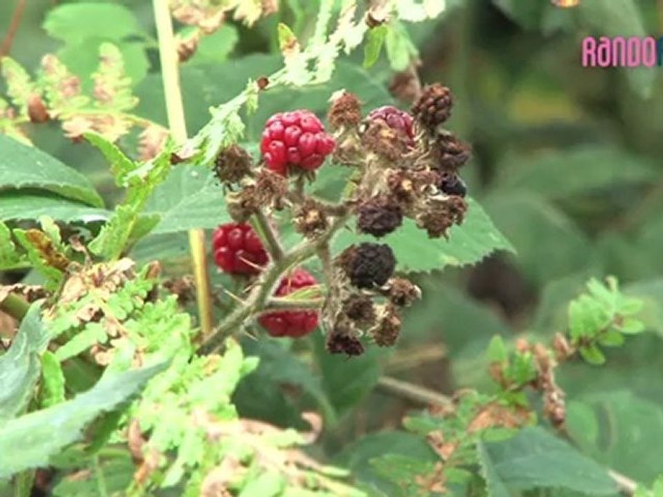 Rando Famili - Bocages et foret du Nord