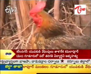 Cock Lays 30 Eggs In Maharastra
