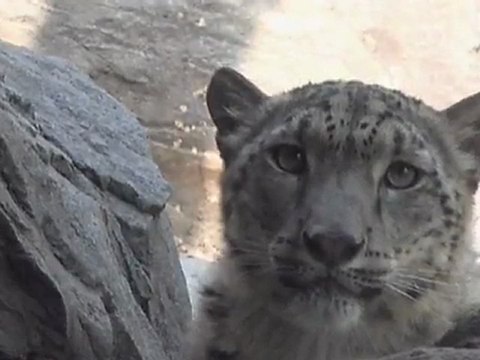 Thriving Snow Leopard Community Discovered in Afghanistan