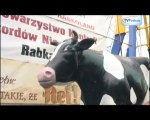XI Mistrzostwa Polski w dojeniu sztucznej krowy