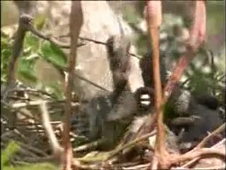 Leyleklerin gösterdiği sabır ve özveri