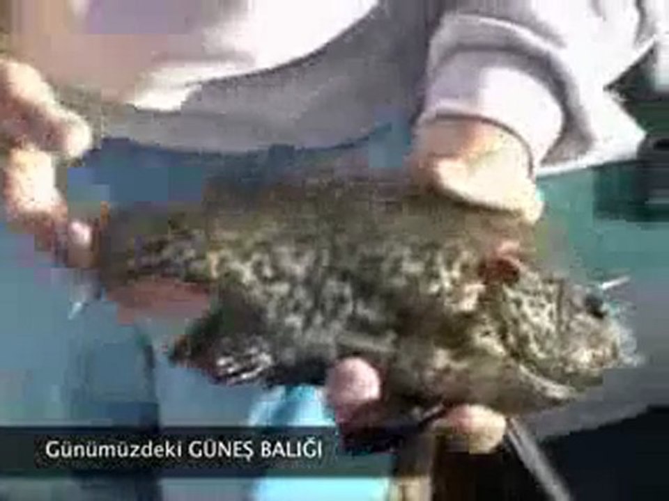 Yaşayan Fosiller Evrimi Yalanlıyor 1