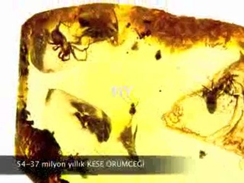 Yaşayan Fosiller Evrimi Yalanlıyor 3