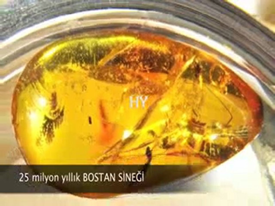 Yaşayan Fosiller Evrimi Yalanlıyor 5