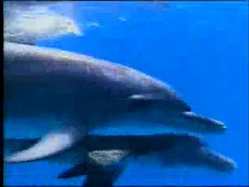 Canlılarda anne şefkati ve yavru sevgisi