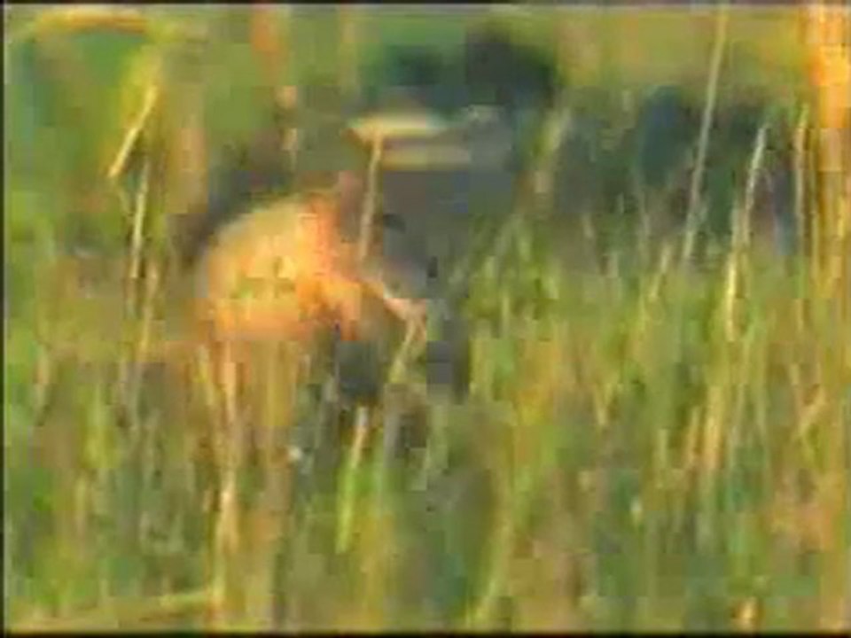 Kendilerini feda eden canlılar: Çitalar