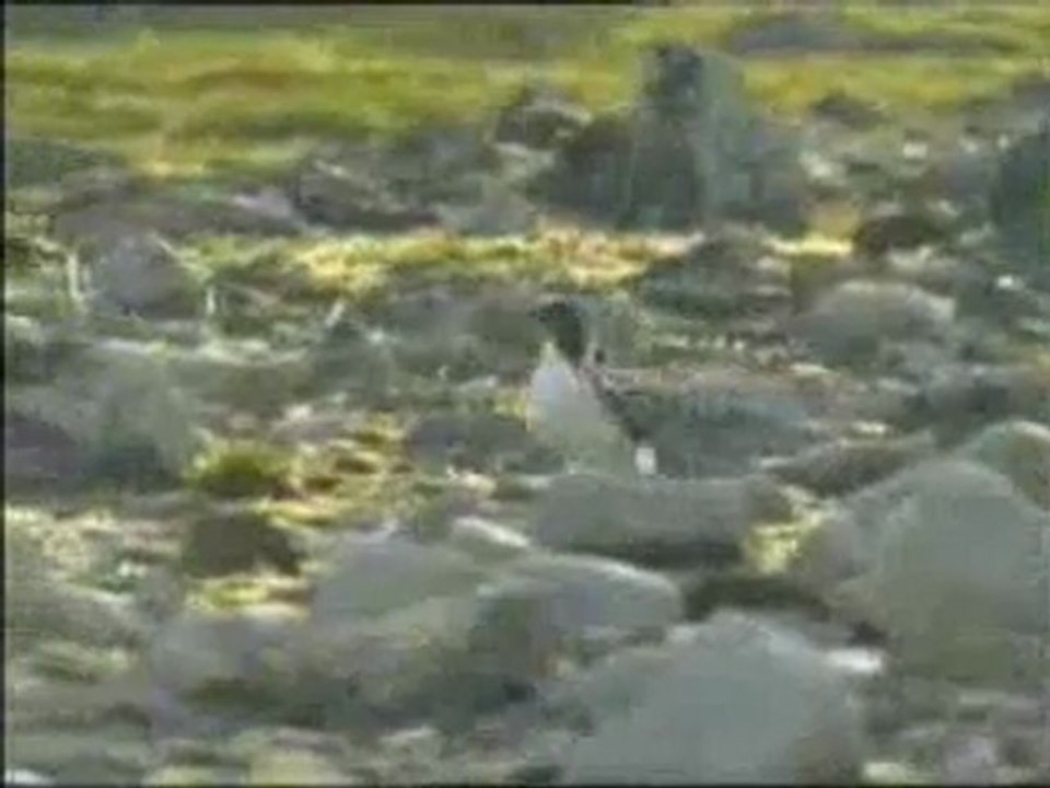 Kendilerini feda eden canlılar: Galanoz deniz kuşları