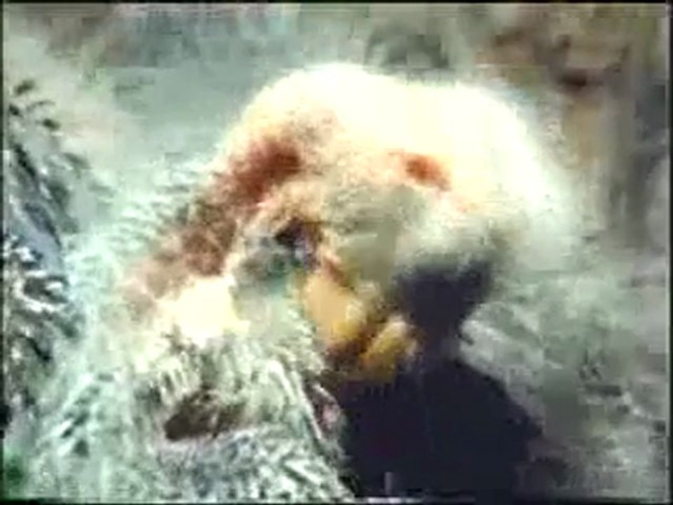 Aile içi dayanışma: avusturalya papağanı