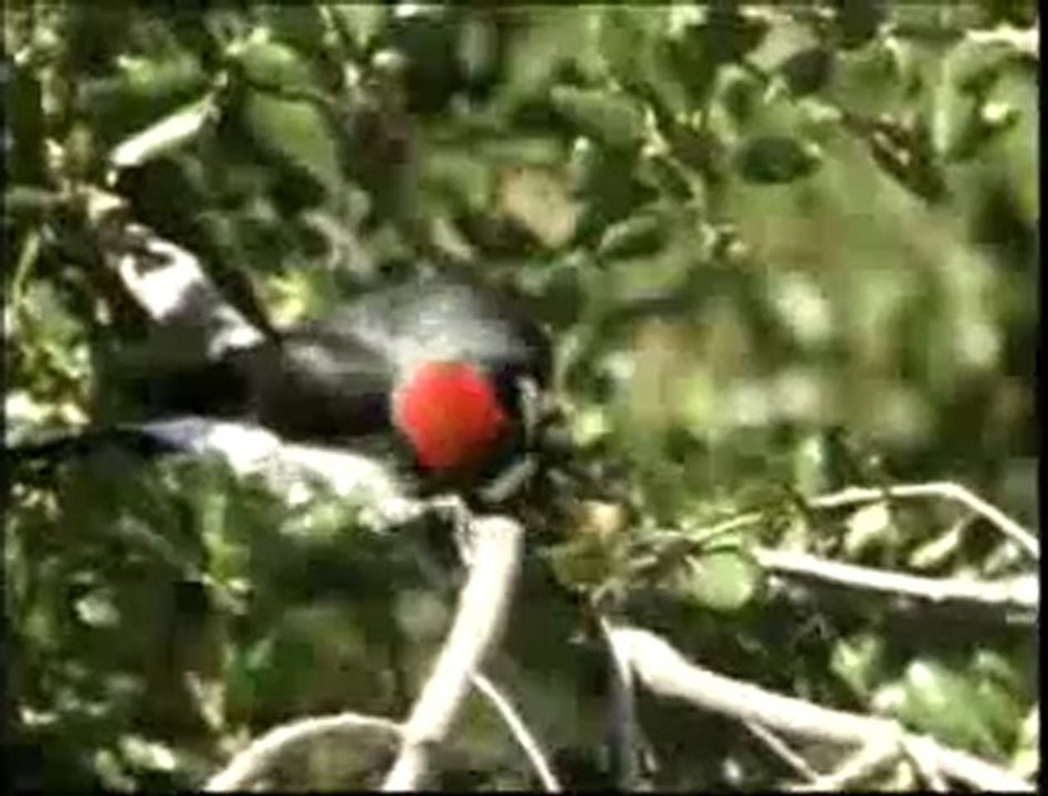 Aile içi dayanışma: Ağaçkakanlar