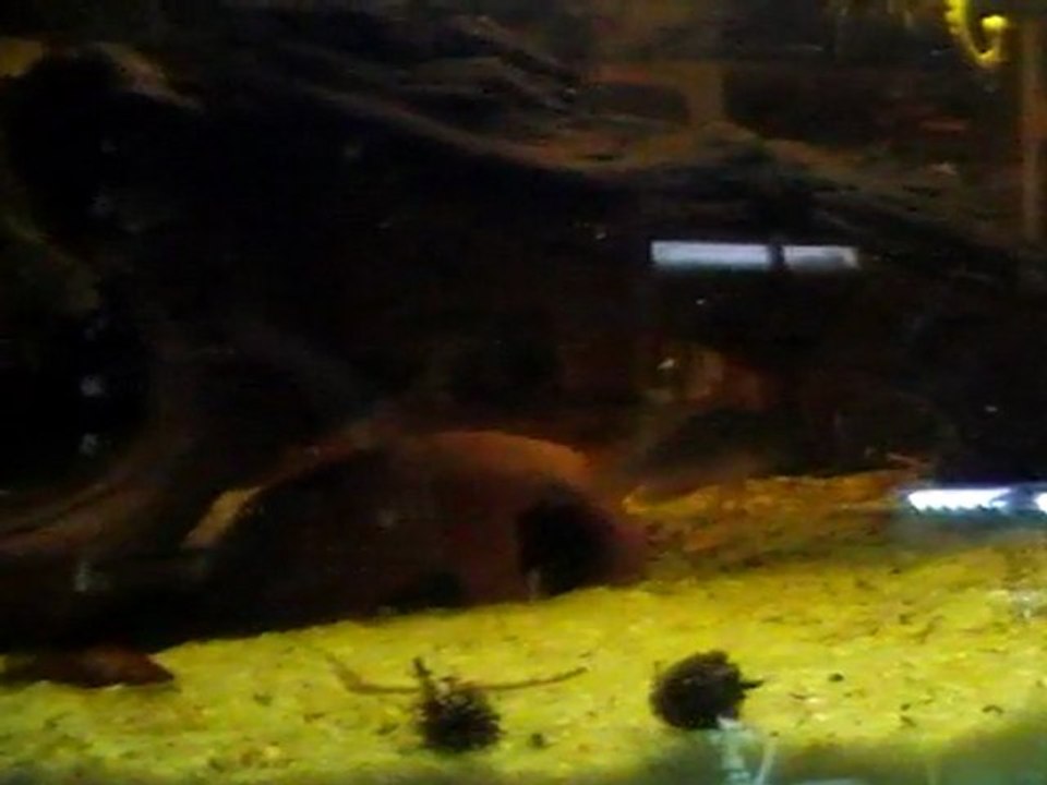 garde_alevins_apistogramma_abacaxis