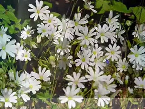 İbrahim Sadri Bu gün pazar ve ben seni çok özledim