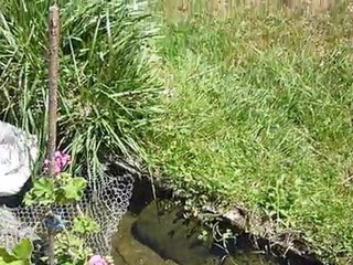 v06- Où sont les poissons rouges