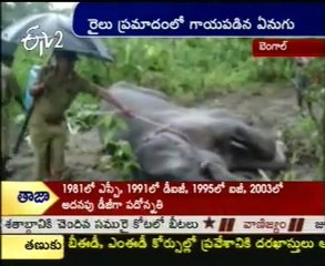 Elephants Get Hitted By Train Near Bangal