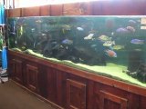 Cool Pet Store - The Wet Spot Tropical Fish (Portland)