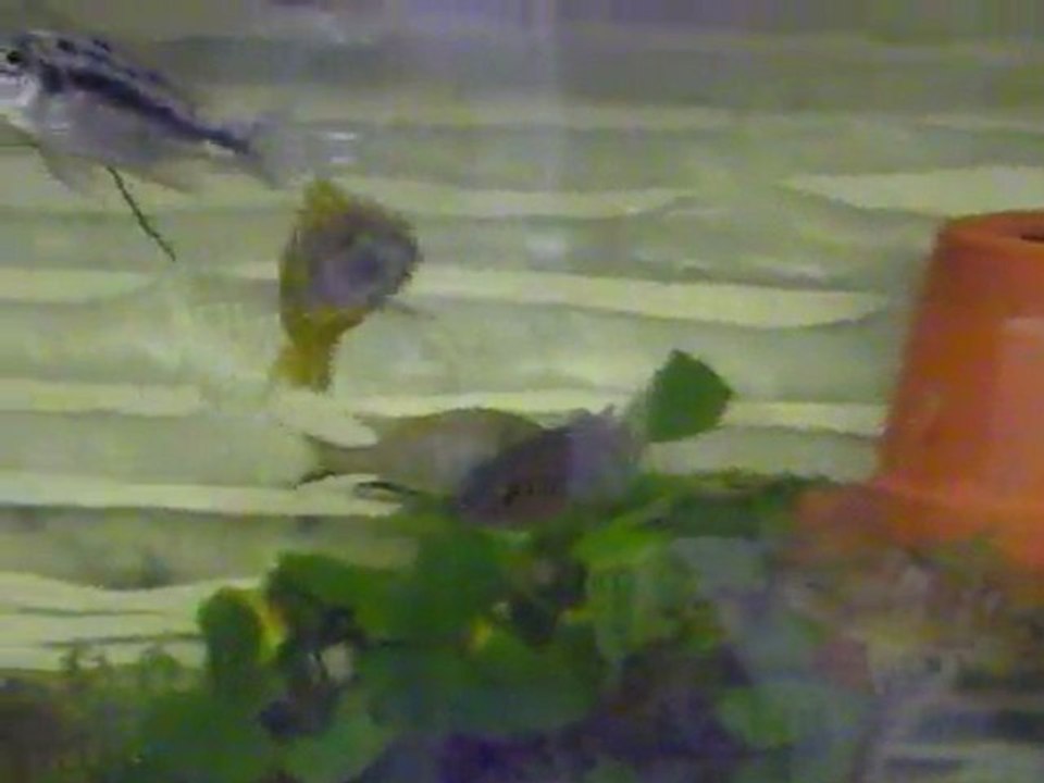 fishroom_michel