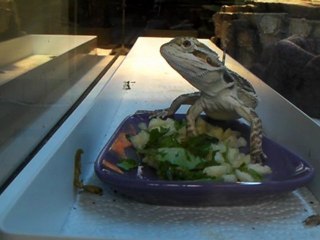 Pogona mange