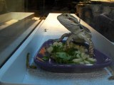 Pogona mange