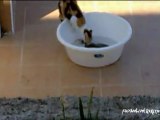 vatos balığı tarafından çarpılan kedi
