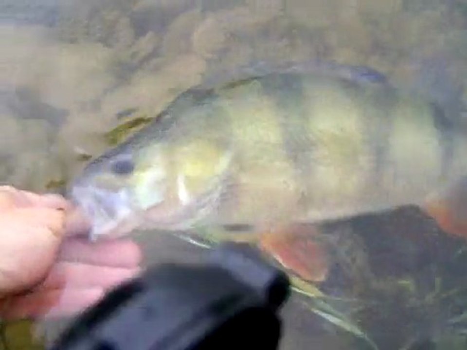 Perche 35