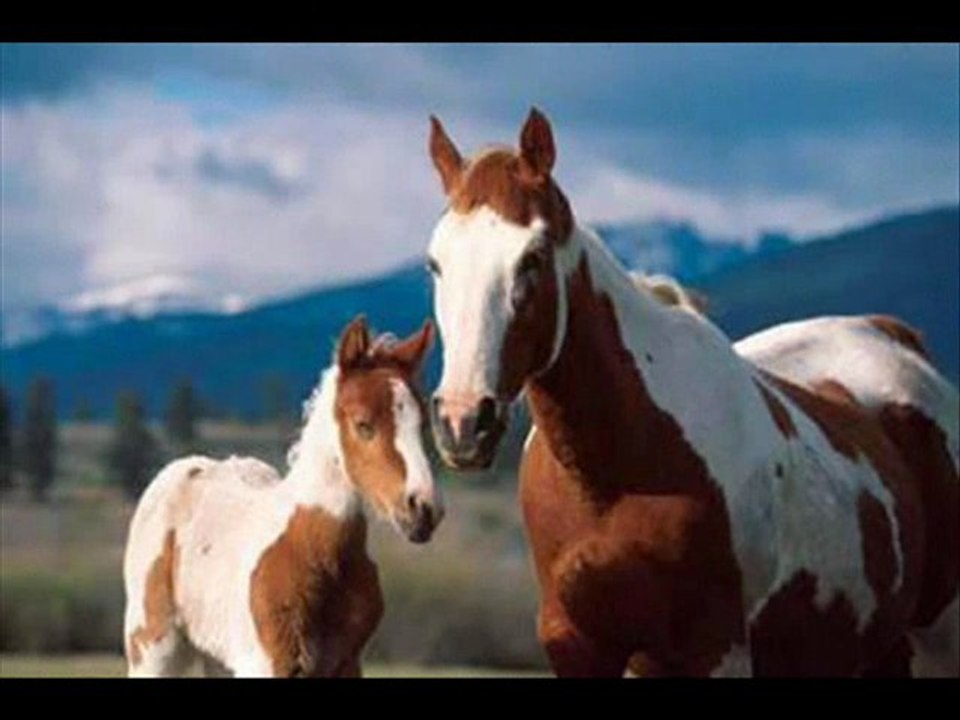 libre comme un cheval