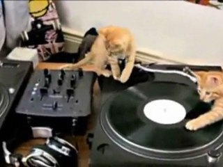 3 Chatons Disk Jockey ► Miaou Mix (lol)