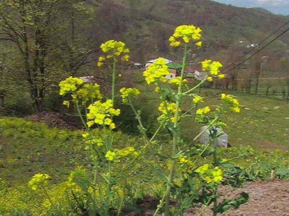 AKPINAR