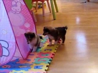 Gin et Greysie jouent à la maison